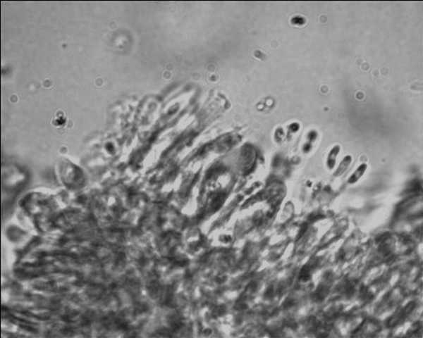 Oligoporus leucomallellus ? (Postia leucomallella)